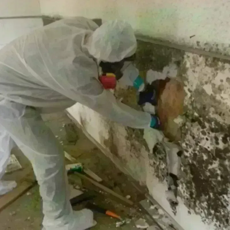 Mold Remediation and Removal in Gunnison, CO